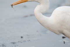 Grote zilverreiger_HBN5049