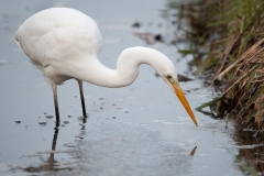 Grote zilverreiger_HBN5056