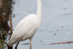 Grote zilverreiger_HBN5080