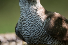 Havik; Goshawk; Accipiter gentilis