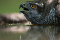 Havik; Goshawk; Accipiter gentilis