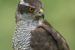 Havik; Goshawk; Accipiter gentilis