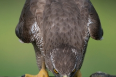 Havik; Goshawk; Accipiter gentilis