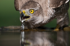 Havik; Goshawk; Accipiter gentilis