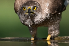 Havik; Goshawk; Accipiter gentilis