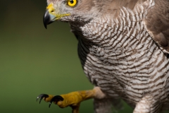 Havik; Goshawk; Accipiter gentilis
