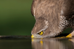 Havik; Goshawk; Accipiter gentilis