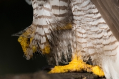 Havik; Goshawk; Accipiter gentilis