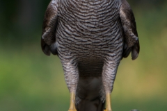 Havik; Goshawk; Accipiter gentilis