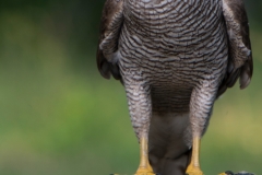 Havik; Goshawk; Accipiter gentilis