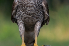 Havik; Goshawk; Accipiter gentilis