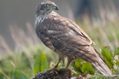 havik_HBN2934