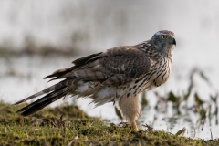havik_HBN3118