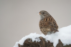 Heggemus; Dunnock; Heckenbraunelle; Hedgesparrow; ; Prunella modularis
