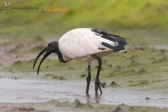 Heilige ibis