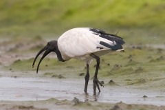 Heilige ibis_HBO8159