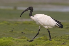 Heilige ibis_HBO8216