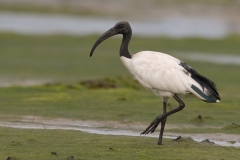 Heilige ibis_HBO8233