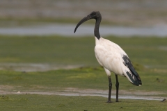 Heilige ibis_HBO8237