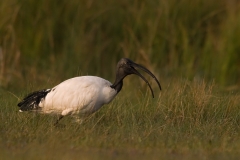 Heilige ibis_HBO9279