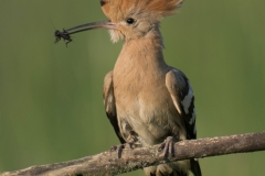 Hop