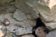 Hop; Eurasian Hoopoe; Upupa epops