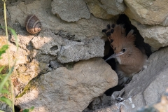 Hop; Eurasian Hoopoe; Upupa epops