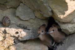 Hop; Eurasian Hoopoe; Upupa epops