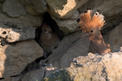 Hop; Eurasian Hoopoe; Upupa epops