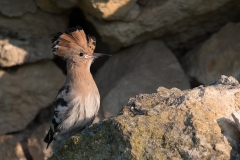 Hop; Eurasian Hoopoe; Upupa epops