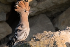 Hop; Eurasian Hoopoe; Upupa epops
