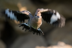 Hop; Eurasian Hoopoe; Upupa epops