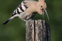 Hop-HB5_2658
