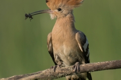 Hop; Upupa epops; hoopoe