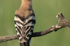 Hop; Upupa epops; hoopoe