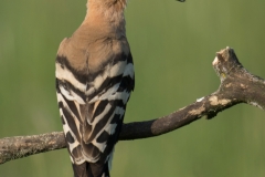 Hop; Upupa epops; hoopoe