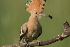 Hop; Upupa epops; hoopoe