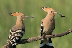 Hop; Upupa epops; hoopoe