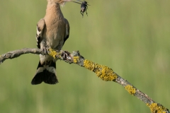 Hop; Upupa epops; hoopoe
