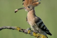 Hop; Upupa epops; hoopoe