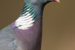 Houtduif