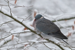 Houtduif_HBN8871