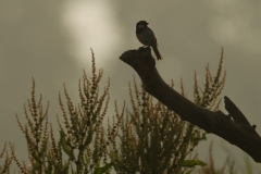 huismus_HBO0956