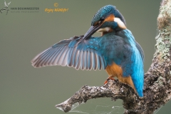 Ijsvogel