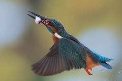 IJsvogel; Common Kingfisher; Alcedo atthis