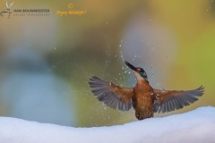 IJsvogel; Common Kingfisher; Alcedo atthis