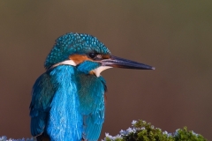 IJsvogel vert_HBO5861