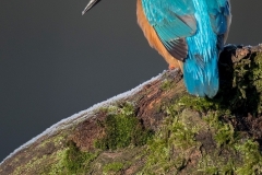 IJsvogel_HB28234