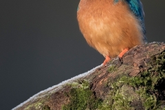 IJsvogel_HB28242