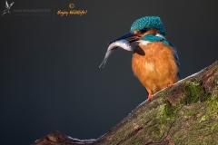IJsvogel_HB28260
